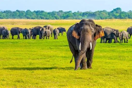 Wildlife and Safaris